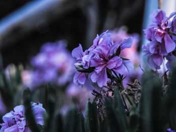 Close-up of purple flowering plant