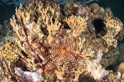 Close-up of coral in sea