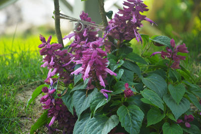 Close-up of pink flowering plants