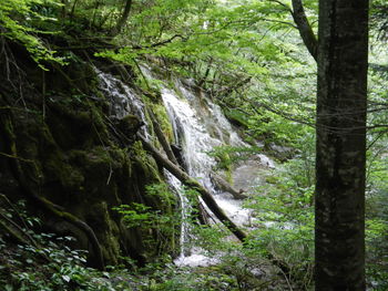 Scenic view of waterfall in forest