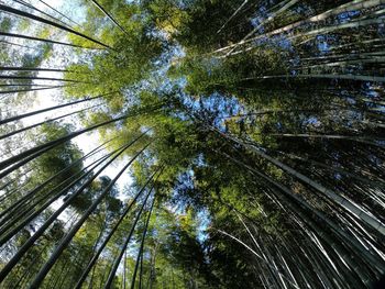 Full frame shot of trees in forest