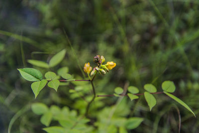 Close-up of insect on yellow flower