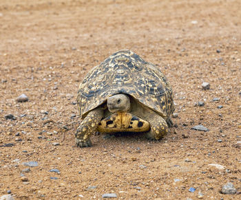 Portrait of a turtle on ground