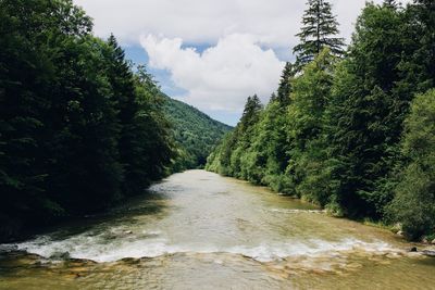 Scenic view of river amidst trees in forest against sky