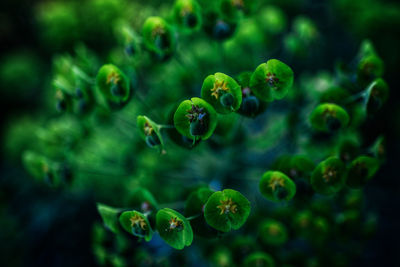 Close-up of flowering plant