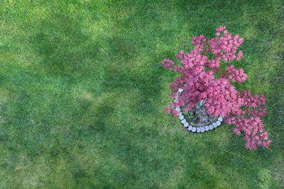 High angle view of pink flower on field