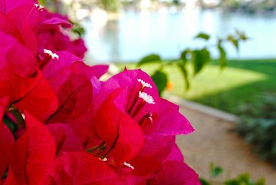 Close-up of pink rose blooming outdoors