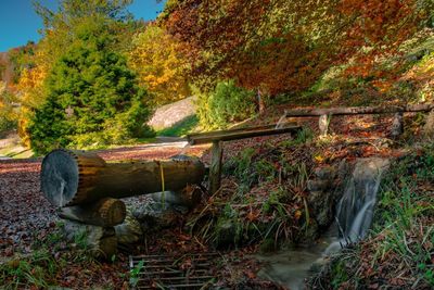 Trees in forest during autumn