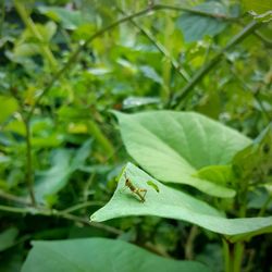 Close-up of grasshopper on leaf 