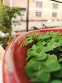 Close-up of fresh green plant