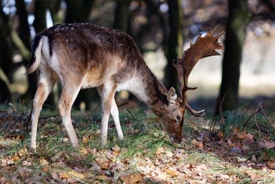 Stag grazing in forest