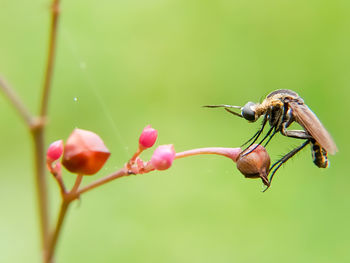 Close-up of insect on plant