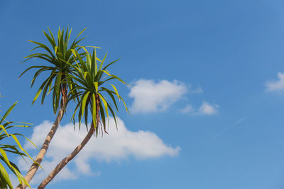 Low angle view of palm tree against blue sky