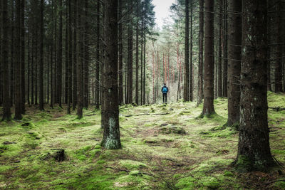 A man stands alone in a peaceful forest, surrounded by moss-covered tree trunks