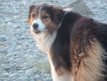 Close-up of dog looking away