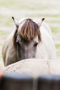 Close-up of a horse