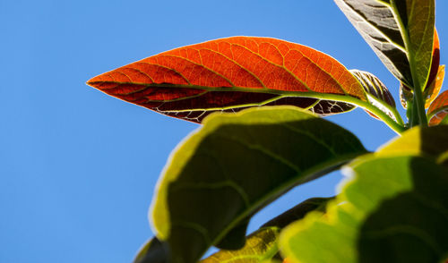 Low angle view of leaves against clear blue sky