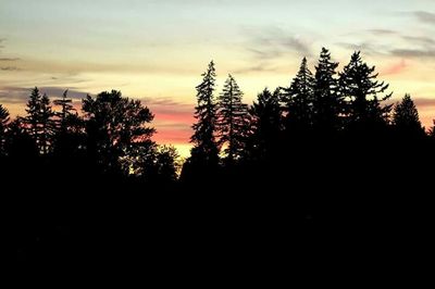 Silhouette of trees at sunset