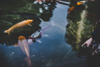 Fish swimming in sea