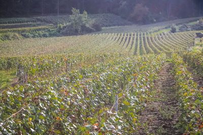 Plants growing on field