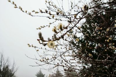 Low angle view of flower tree against sky