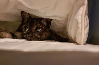 Portrait of a cat lying on bed