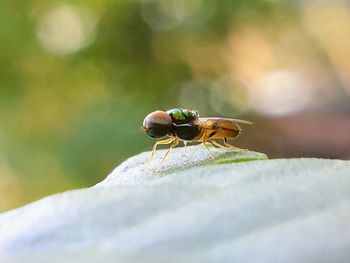 Close-up of fly