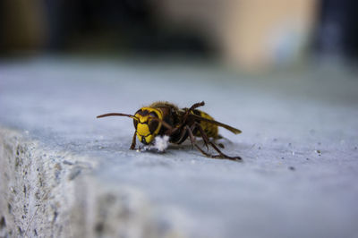 Close-up of bee