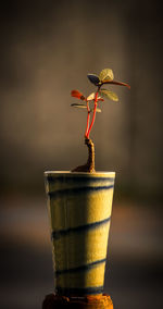 Close-up of drink on table