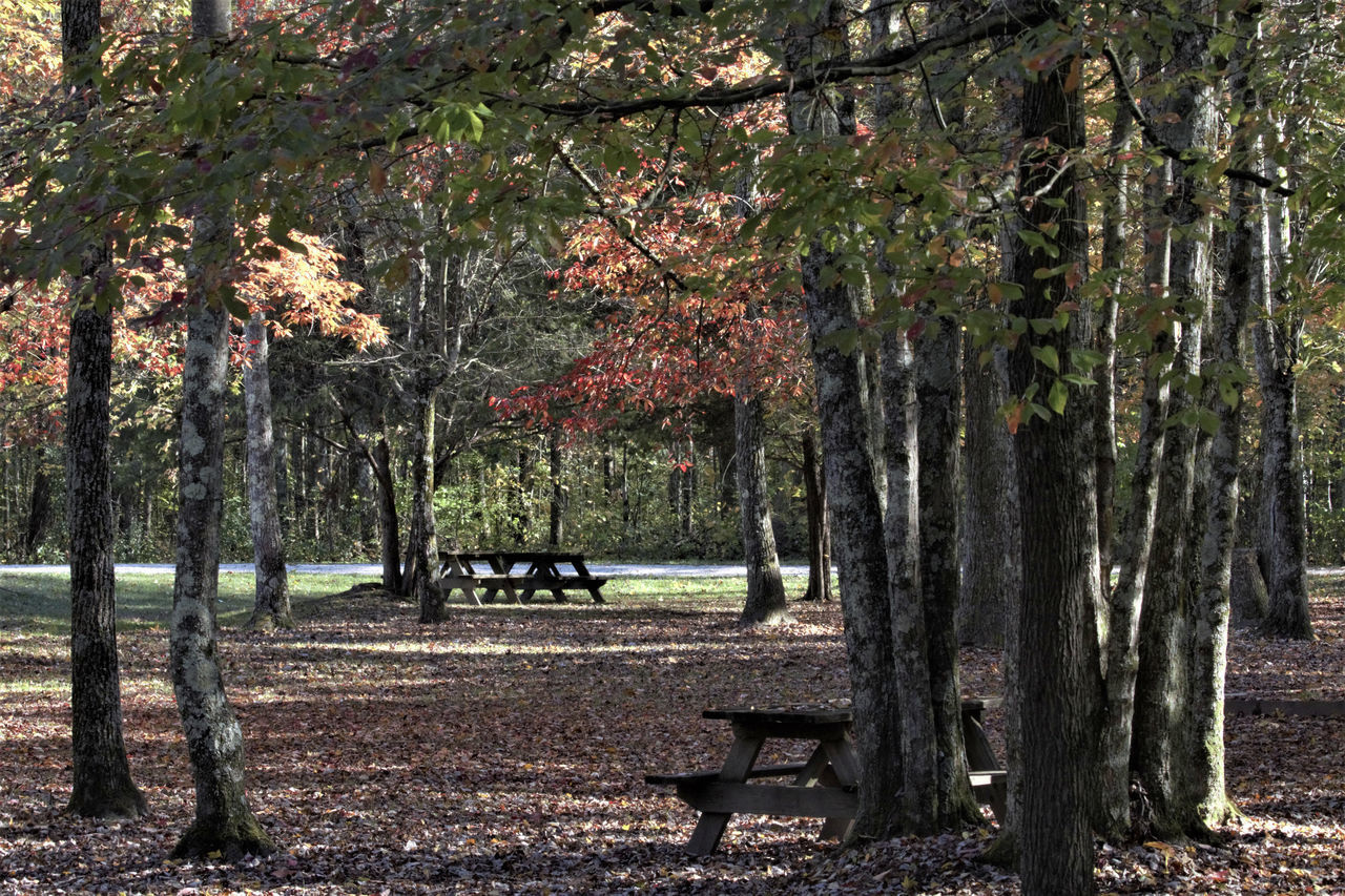 PARK BENCH BY TREES IN FOREST