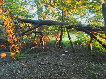 Trees in forest