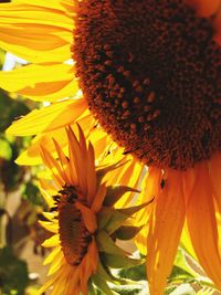 Close-up of bee on sunflower