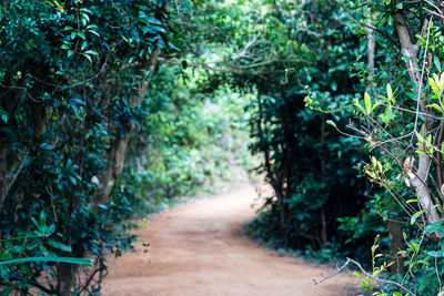 Footpath amidst trees in forest