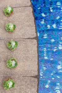 High angle view of chopped leaf in swimming pool