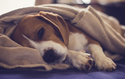 Close-up of dog relaxing at home