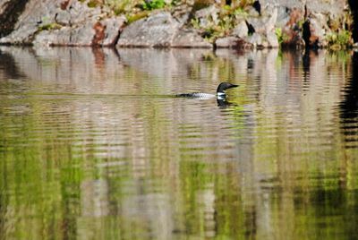 Ducks swimming in lake