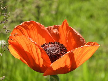 Close-up of orange poppy flower