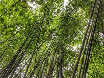 Low angle view of bamboo trees in forest