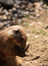 Close-up of rodent on field