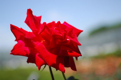 Close-up of red flowers blooming against sky