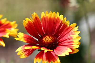 Close-up of flower against blurred background