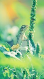 Close-up of lizard on plant