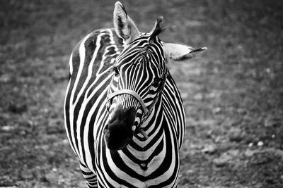 Close-up of zebra on field