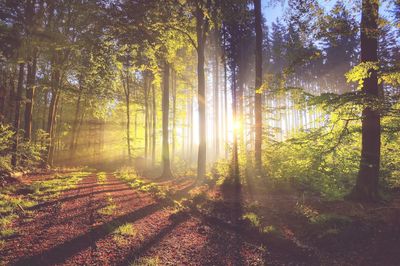 Dirt road in forest against bright sun