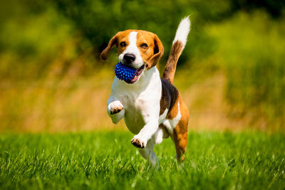 Dog running on field