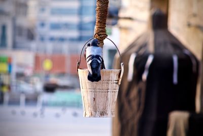 Close-up of pigeon perching on bucket hanging in city