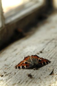 Close-up of bee