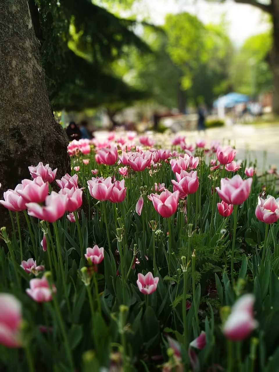 PINK FLOWERS IN PARK