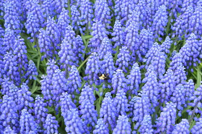 Close-up of purple flowering plants