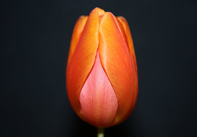 Close-up of orange tulip against black background